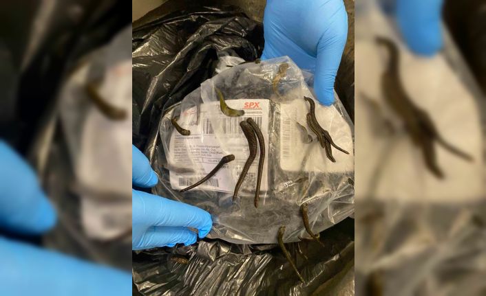 İstanbul Havalimanı’nda 5 bin adet tıbbi sülük ele geçirildi