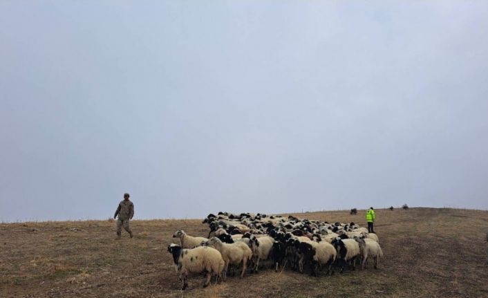 Jandarma arazide kaybolan küçükbaş hayvanları bularak sahibine teslim etti