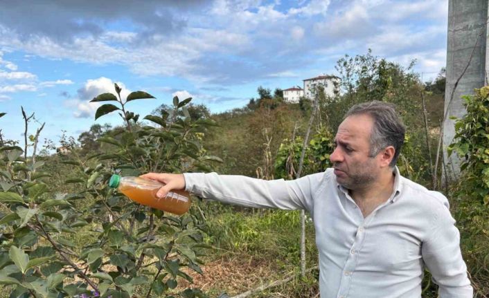 Kadife çiçeği ve soğanla kahverengi kokarcaya doğal çözüm