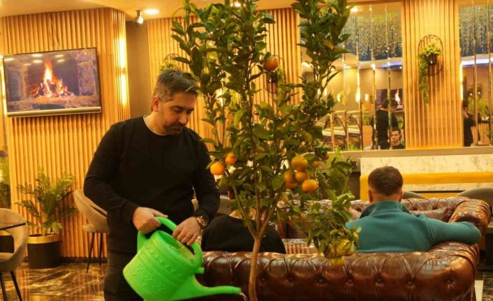 Kafede mandalina yetiştiriyor, müşterilerle paylaşıyor