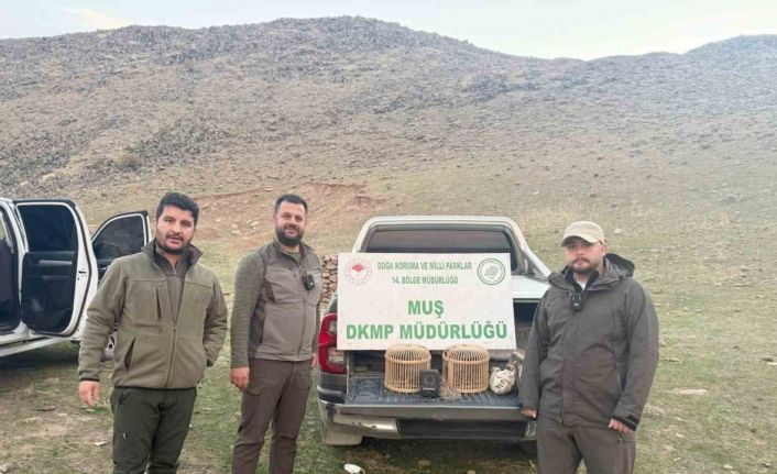 Kafes avcılığı yapan şahıs suçüstü yakalandı: 20 bin TL ceza