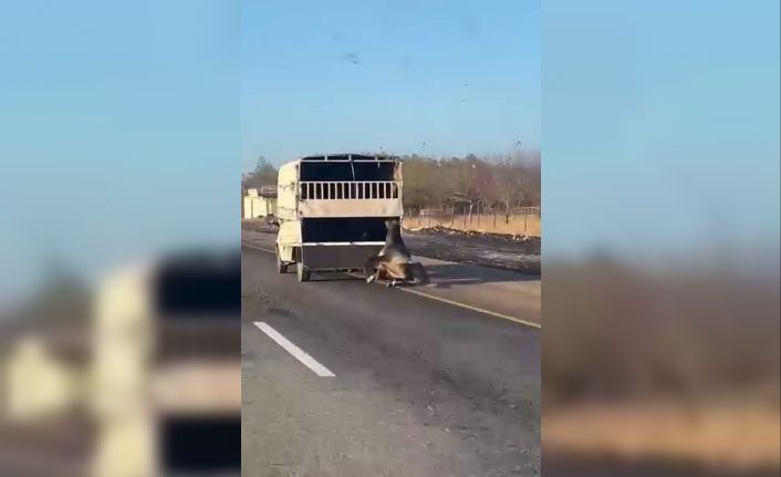 Kamyonetin arkasına bağlanan at yola düşüp sürüklendi: O anlar kamerada