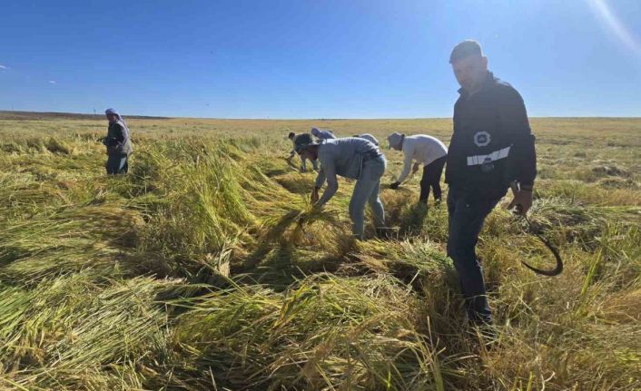 Karacadağ pirincinde ilaç kalıntısı olmadığı analizlerle doğruladı