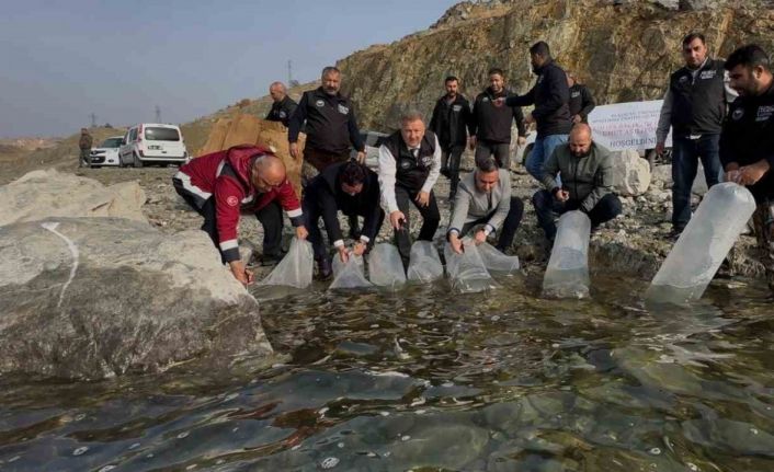 Karakaya Baraj Gölü’ne 420 bin yavru balık bırakıldı