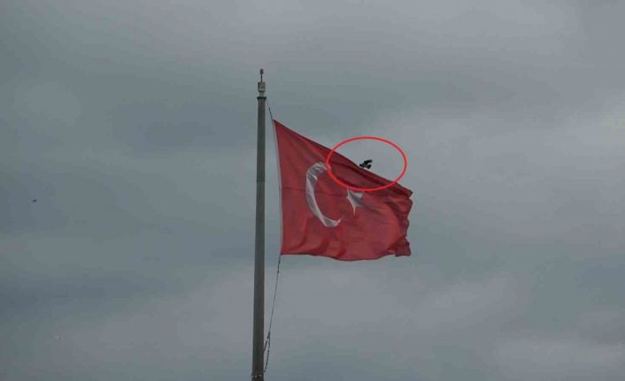 Karganın Türk bayrağı inadı