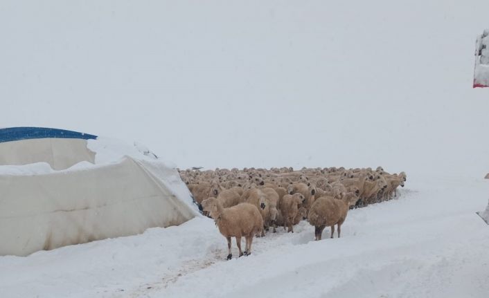 Karın ağırlığına dayanamayan çadır çöktü, 8 koyun telef oldu