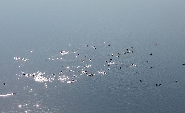 Kars Barajı, göçmen kuşların yeni mekan