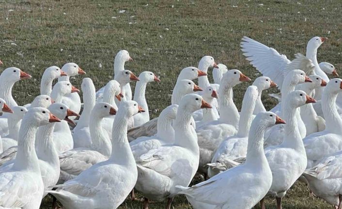 Kars’ta sofralarının vazgeçilmezi: ’Kar yiyen kazlar’ kesime hazır