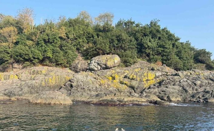 Kasımda deniz keyfi: Giresun Valisi Serdengeçti, adada yüzdü