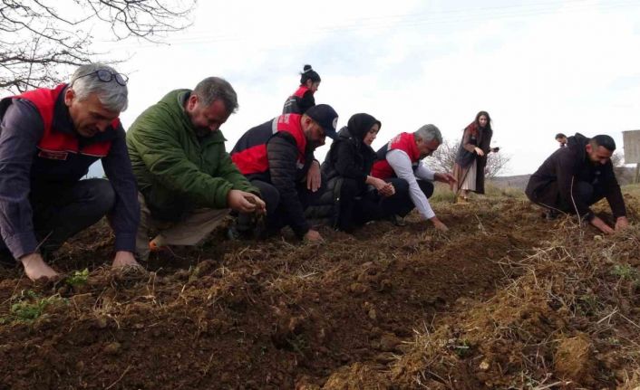 Kastamonu’da kadınlara güç veren proje: 38 bin fide dağıtımı yapıldı