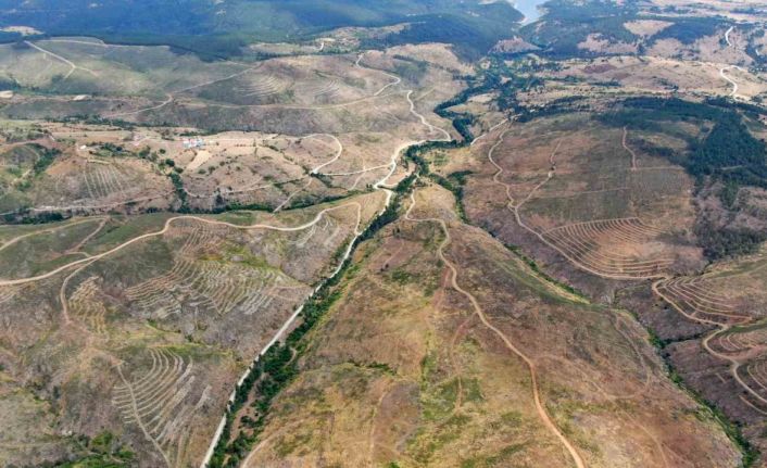 Kastamonu’da küle dönen bin 256 hektarlık orman yeniden ağaçlandırılıyor