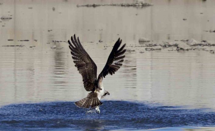 Kastamonu’da kuş fotoğrafçıları avlanan balık kartallarını görüntüledi