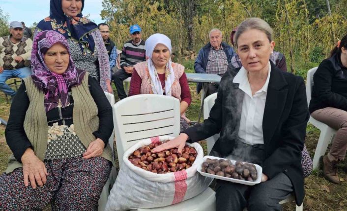 Kaymakam Kan, kestane hasadına katıldı
