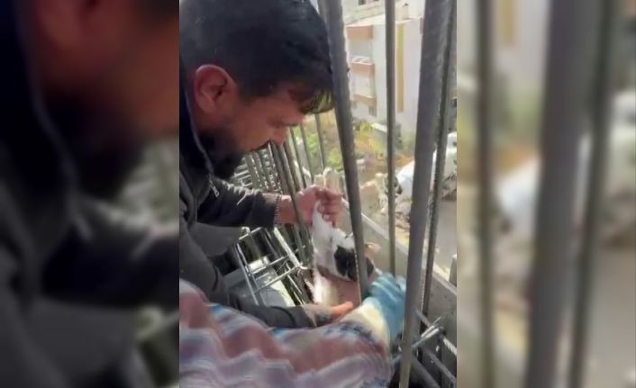 Kedi, dökülen betonun altında kalmaktan son anda kurtarıldı