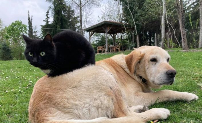 Kedi köpek maması ihracatı bin tonu geçti