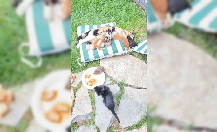 Kedi ve kirpilerin "süt kardeşliği"