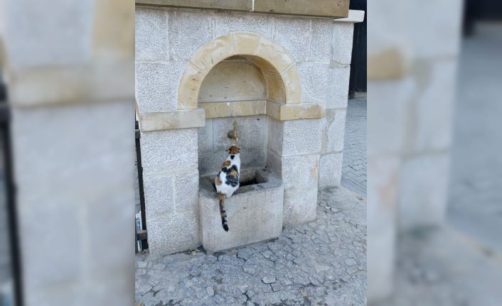 Kemaliye’nin sevimli kedisi ‘Tekir’ çeşme başı müdavimi oldu