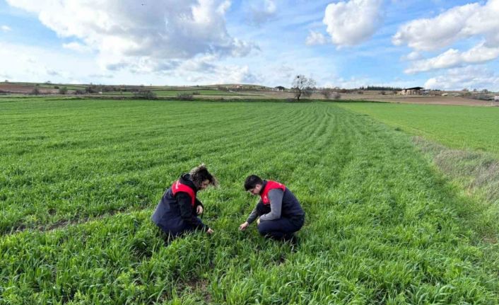 Kırklareli’nde tarlalara ekilen kuraklığa dayanıklı yem bitkilerinin kontrolleri yapıldı