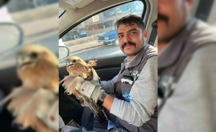 Kırşehir’de yaralı halde bulunan şahin tedavi altına alındı