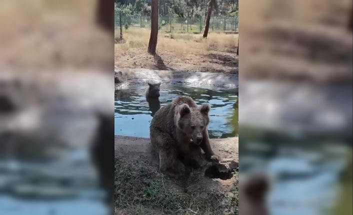 Kış uykusundan önce son banyo