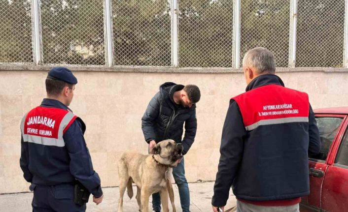 Köpek dövüştüren şahıslara jandarma baskını:12 gözaltı
