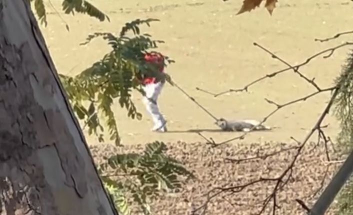 Köpek toplama görüntüleri tepki çekti