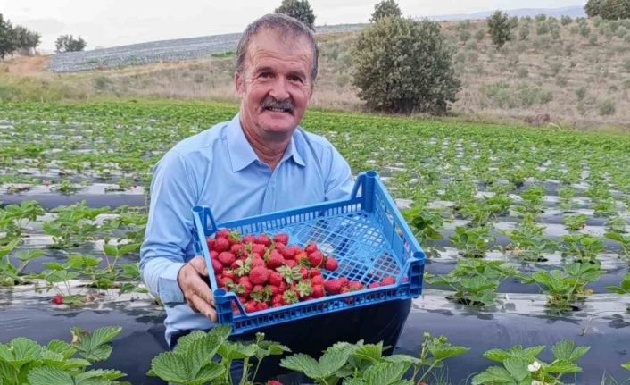 Köprübaşı’nda kasım ayında çilek bereketi
