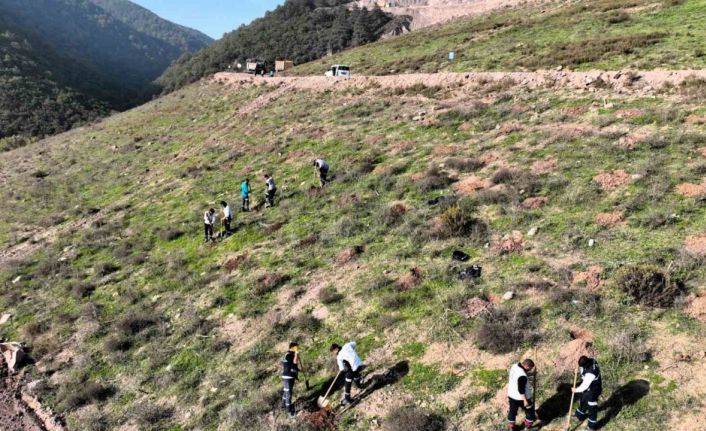 Körfez’e 3 bin 300 Toros sediri dikilecek