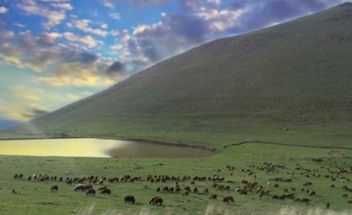 Köy muhtarının merayı kiraya vermesiyle ilgili soruşturma başlatıldı