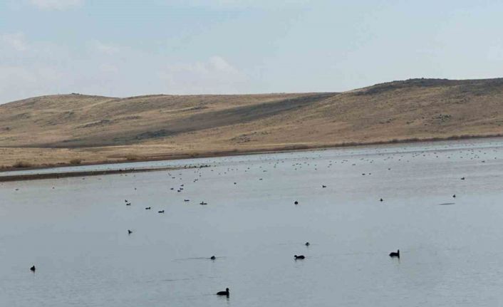 Köyceğiz Göleti’nde yaban ördeklerinden görsel şölen