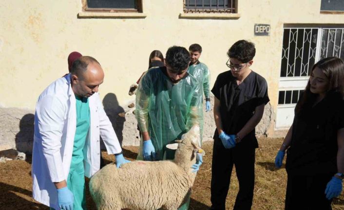 Küçükbaş hayvancılığa akademik dokunuş: 13 koyun 24 süt kuzusu doğurdu