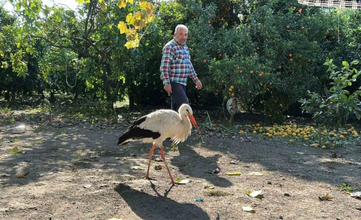 Kümeste tavuklarla birlikte yaşayan leylek, balıkla besleniyor