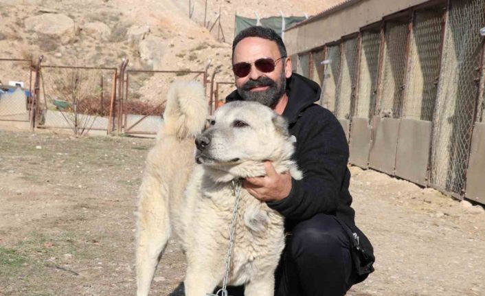 Kurtlar yerleşim yerlerine dadandı, uzmanı "Doğa insanı uyarıyor" dedi