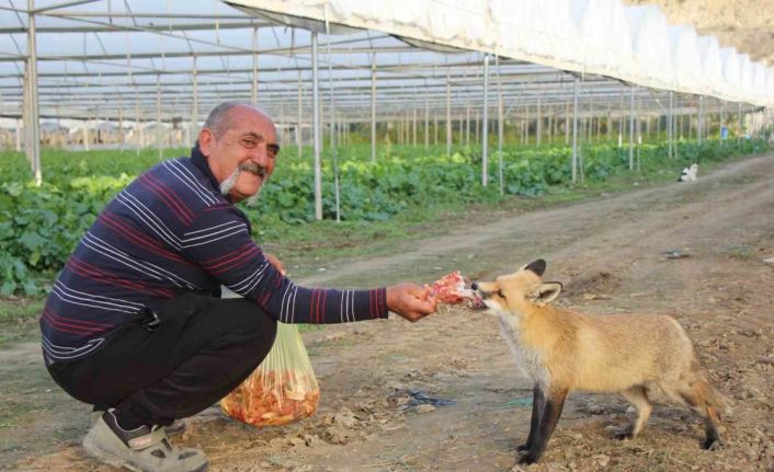 Küs olan kardeşlerin tilki rekabeti: Ağabey mangal partisi yapıyor, kardeşi pastayla besliyor
