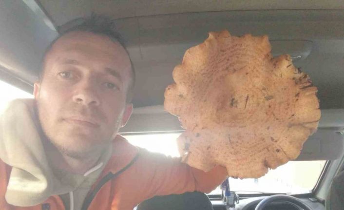 Kütahya’da bulunan dev mantar şaşırttı