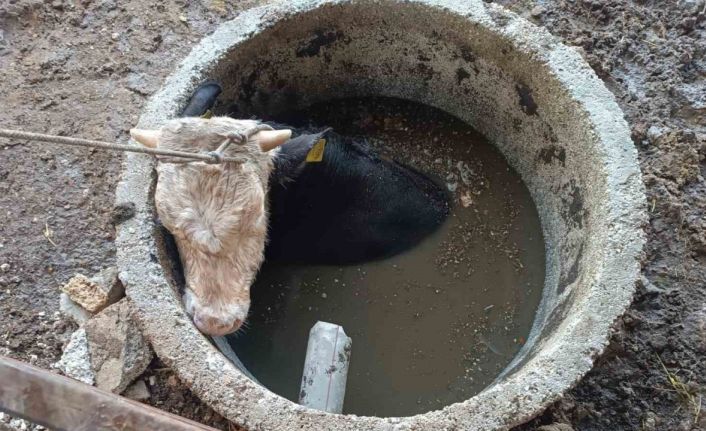 Kuyuya düşen ineği itfaiye kurtardı