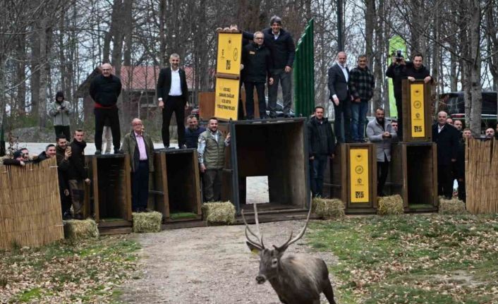 Kuzuyayla’nın GPS’li geyikleri