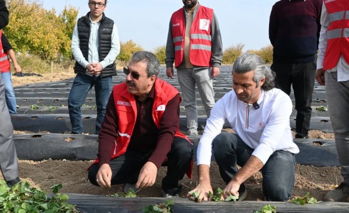 Malatya’da çilek yetiştiriciliğinde hibe destekli proje başladı