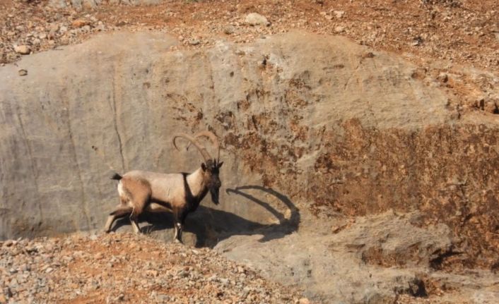 Malatya’da dağ keçileri görüntülendi