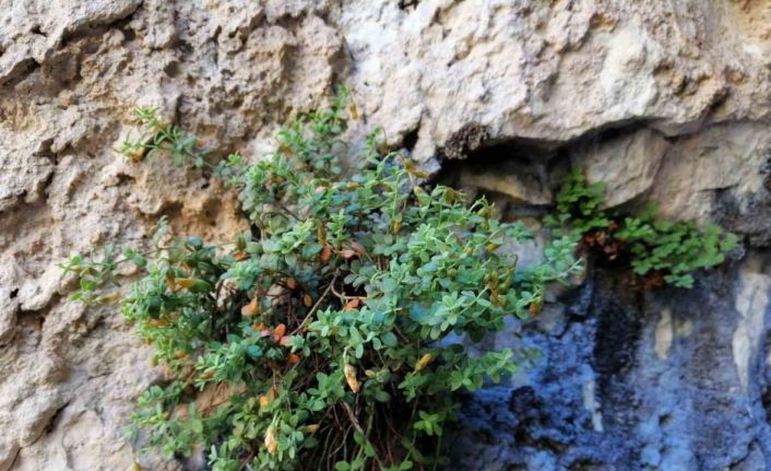 Malatya’ya özgü endemik bitki, sarı kantarondan daha etkili bulundu