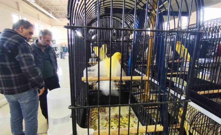 Manisa’da 3 bin kanarya yarıştı