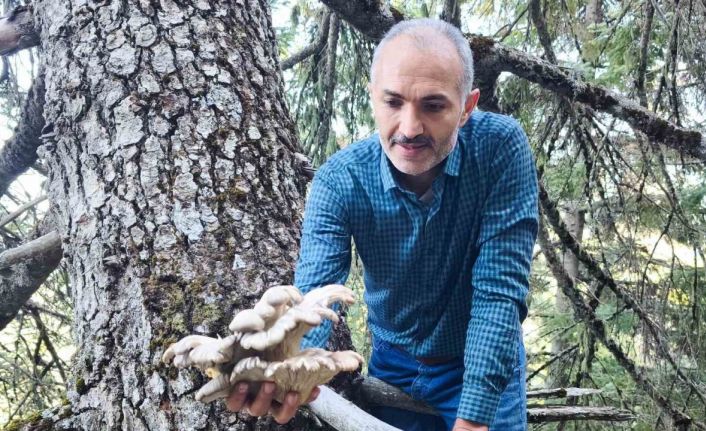 Mantar avcılarının ağaç tepelerinde tehlikeli avı