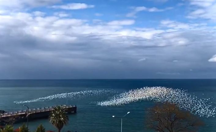 Martıların deniz üstündeki dansı izleyenleri hayran bıraktı