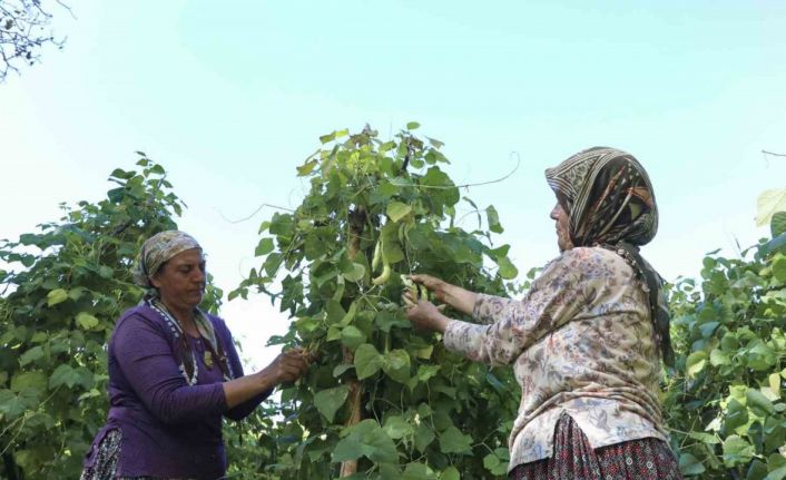 Mersin’de atalık tohumlar gelecek nesillere aktarılıyor