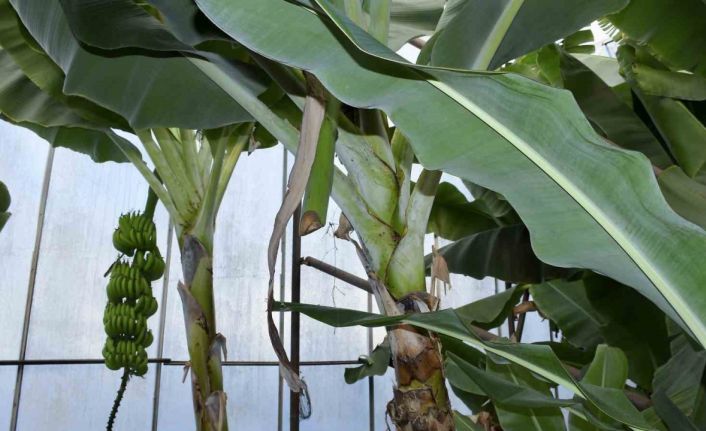 Mersin’de ilginç hırsızlık: Hırsızlar muz ve avokado hasadı yaptı