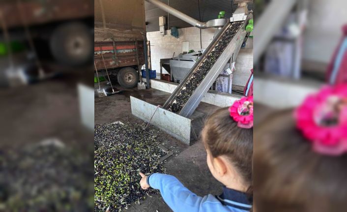 Minikler zeytinin ağaçtan sofraya uzanan serüvenini uygulamalı öğrendi