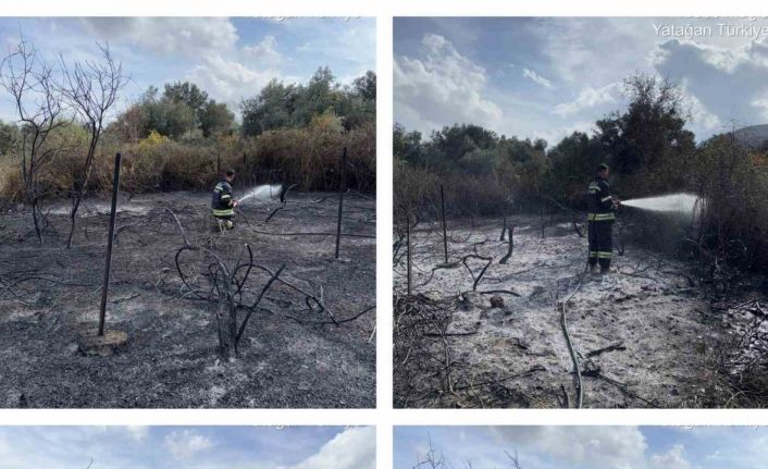 Muğla’da üzüm bağları alevlere teslim oldu