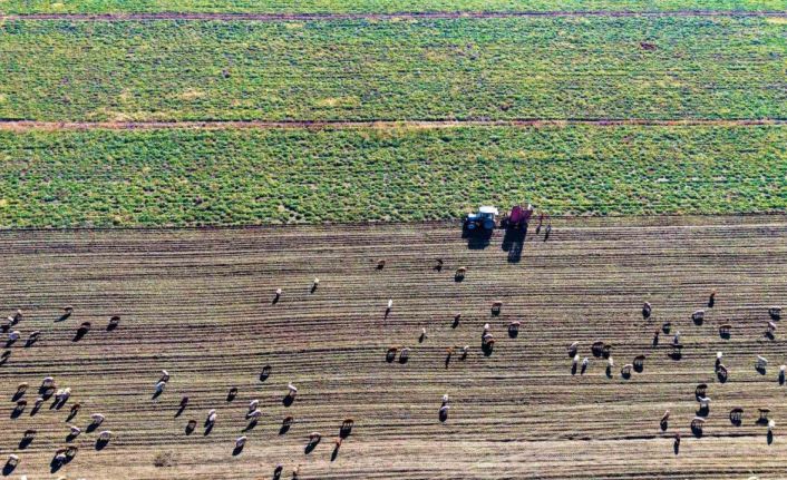 Muş Ovası’nda ’tatlı’ hasat devam ediyor