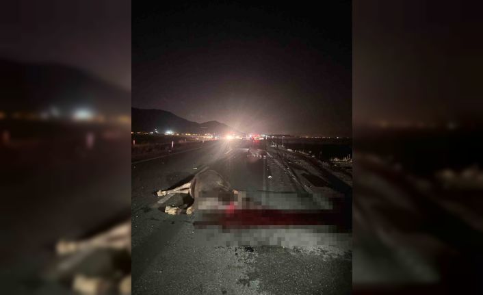 Muş’ta yola çıkan inekler kazaya neden oldu: 1 yaralı