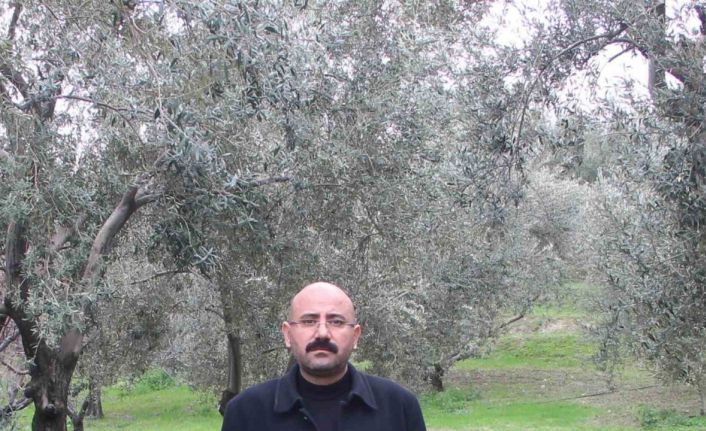 Mut’da bu yıl 120 bin ton zeytin rekoltesi bekleniyor